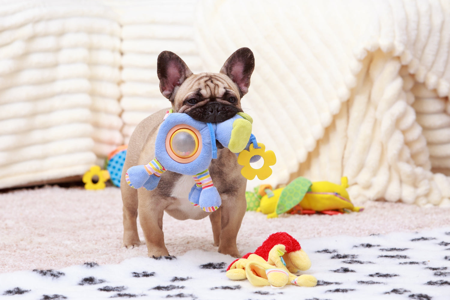 Dog Accessories
