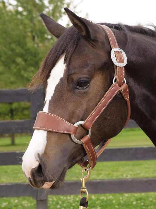 Stacy Westfall Bronc Halter Sunset, Average